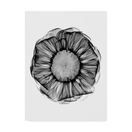 Trademark Fine Art